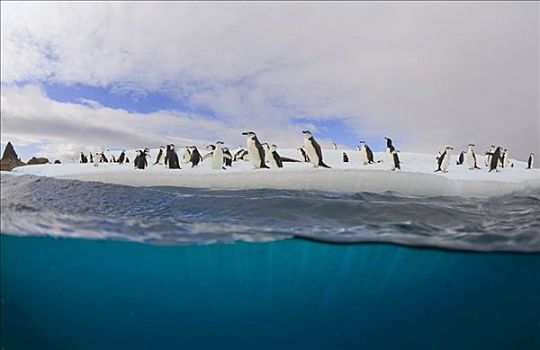 帽带企鹅,南极企鹅,群,聚集,冰山,南设得兰群岛,南极