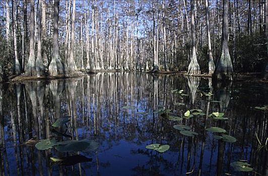 沼泽,国家野生动植物保护区,乔治亚,美国