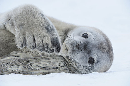 威德尔海豹,南极