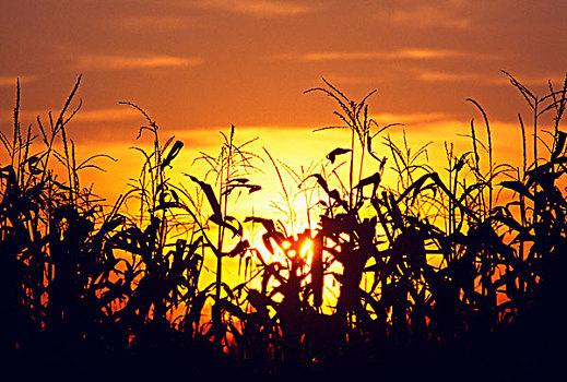 玉米,剪影,日落