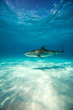 虎鲨,鼬鲨,巴哈马,中美洲