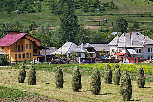 罗马尼亚,马拉穆列什,区域,乡村,风景,干草堆