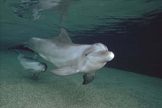宽吻海豚,水下,一对,夏威夷