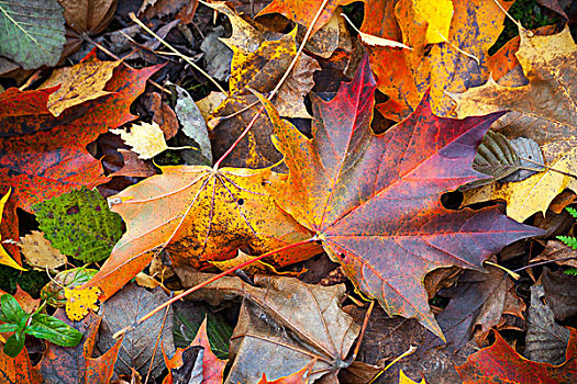 彩色,秋天,湿,叶子,地上,自然背景,照片