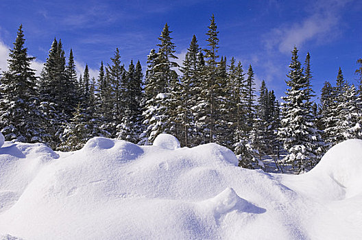 积雪,树林,魁北克,加拿大