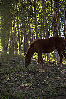 树林里的马