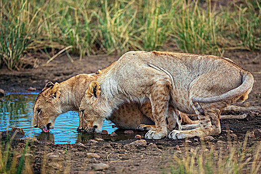 肯尼亚,马赛马拉,野生动物,非洲野生动植物,动物,大型猫科动物,食肉动物,狮子,雌狮,喝,解渴,渴,雨水,无人