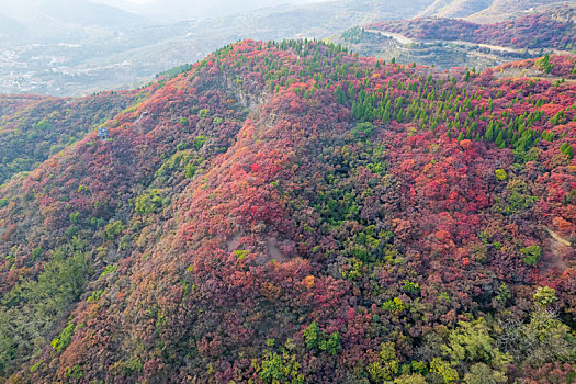 航拍济南章丘垛庄红叶漫山