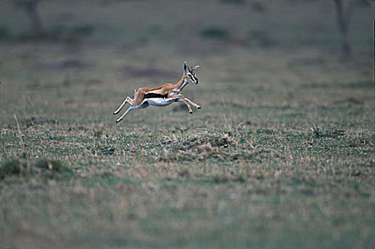 非洲,肯尼亚,马塞马拉野生动物保护区,瞪羚,跑,跳跃,热带草原
