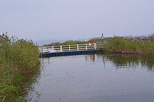 草海,花海,风光