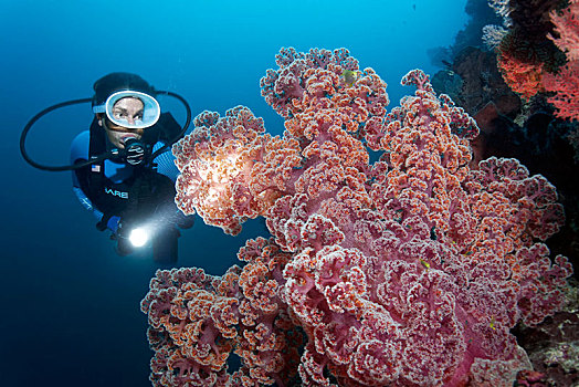潜水,灯,大,软珊瑚,红色,大堡礁,太平洋,澳大利亚,大洋洲