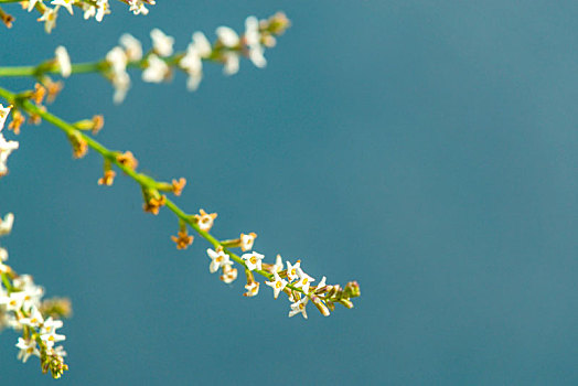 柠檬马鞭草,花