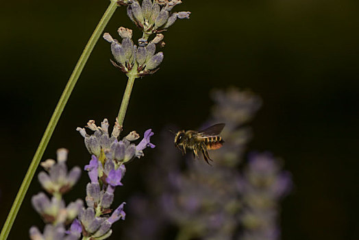 蜜蜂,靠近,花
