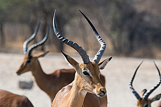 头像,黑斑羚,卡拉哈里沙漠,博茨瓦纳,非洲