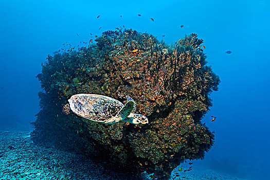 海龟,正面,珊瑚,印度洋,南马累环礁,马尔代夫,亚洲