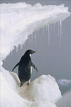 阿德利企鹅,成年,罗斯海,南极