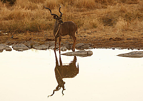 捻角羚,喝,水潭,埃托沙国家公园,纳米比亚