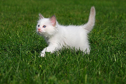 小猫,白色,7星期大,跑,草地,奥地利,欧洲