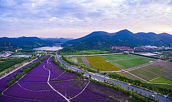 航拍,田园,自然,花海,春天