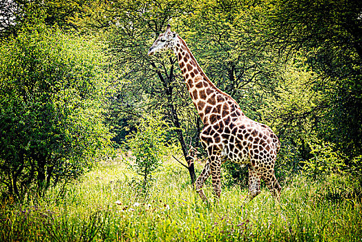 长颈鹿,禁猎区,比勒陀利亚,南非