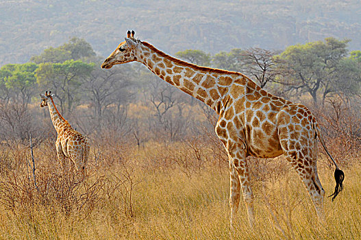 两个,长颈鹿,高原,公园,国家公园,中心,纳米比亚