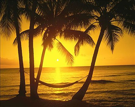 日落,西海岸,海滩,湾,巴巴多斯,西印度群岛