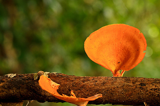 橘色细细长长的菌菇图片