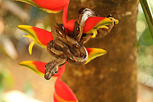 哥斯达黎加,特写,大蟒蛇,包装,枝头,红花
