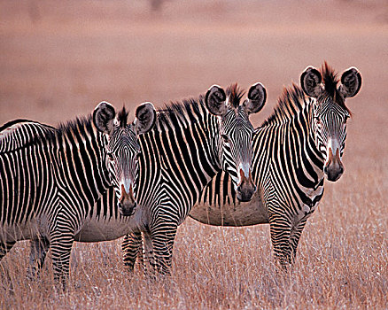 非洲,肯尼亚,马赛马拉,斑马,细纹斑马