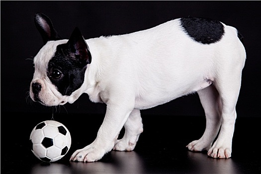 法国牛头犬,小狗,球,黑色背景,背景