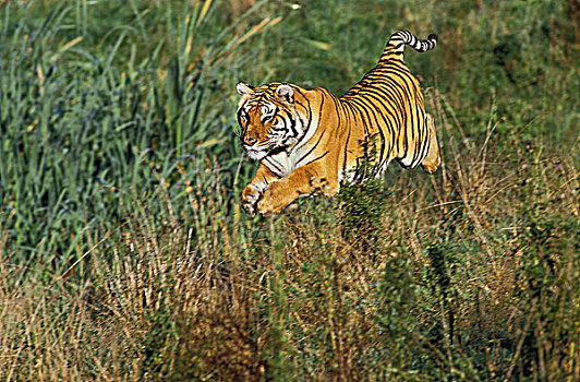 孟加拉虎,虎,成年,跳跃,高草