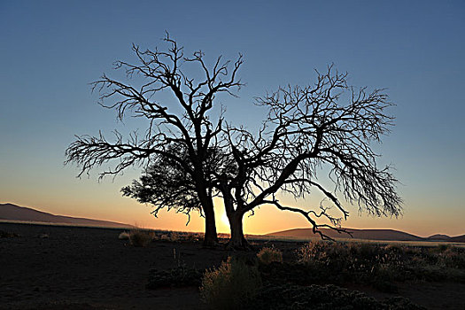 纳米比沙漠,纳米比亚