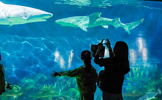 海洋公园鲨鱼水族馆