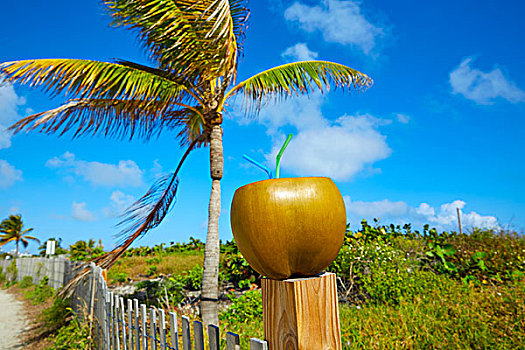 迈阿密,南海滩,椰子,饮料,吸管,佛罗里达