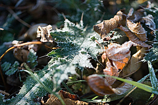 霜冻,植被,干燥,叶子,地上