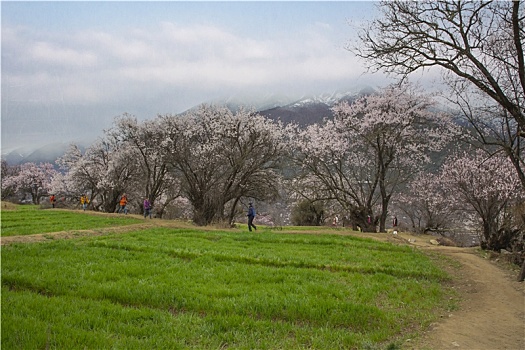 野桃花观赏圣地索松村