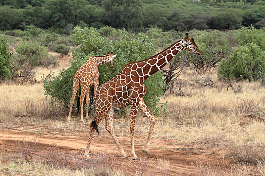 长颈鹿,非洲,大草原,肯尼亚