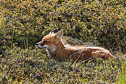 红狐,狐属,德纳里峰国家公园,阿拉斯加,美国