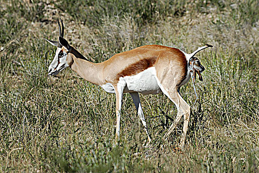 南非,卡拉哈里沙漠,卡拉哈迪大羚羊国家公园,跳羚,出生