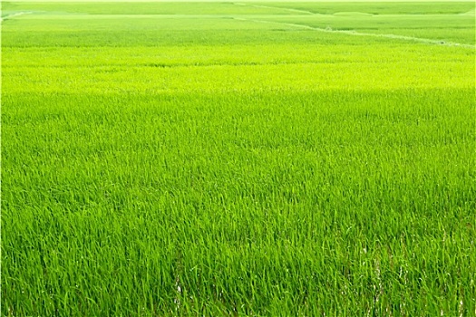 绿色,稻田