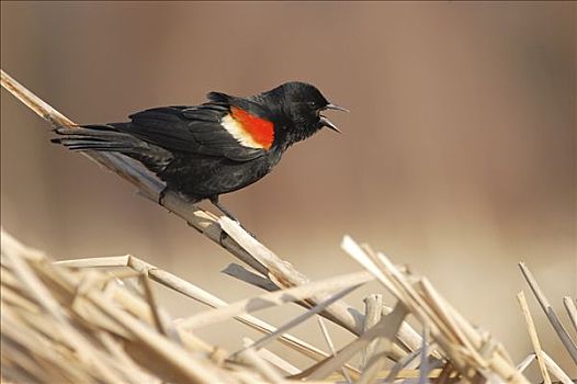 红翅黑鹂,湿地,安那波利斯谷地,新斯科舍省,加拿大