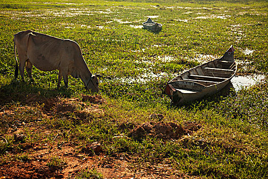 母牛,放牧,靠近,船,收获,柬埔寨