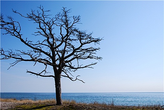 一个,树,海岸