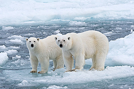 北极熊,女性,幼小,浮冰,斯匹次卑尔根岛,岛屿,斯瓦尔巴特群岛,挪威,欧洲