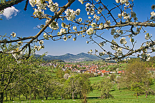 春景,靠近,黑森林,巴登符腾堡,德国,欧洲