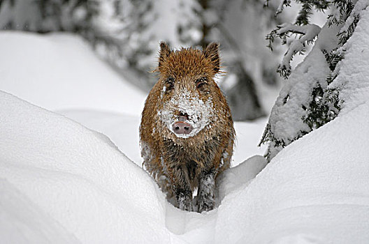 野猪,小猪,站立,雪地,动物,公园,巴伐利亚森林国家公园,巴伐利亚,德国,欧洲