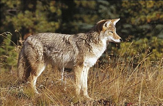丛林狼,犬属,哺乳动物,落基山脉,加拿大,北美,动物