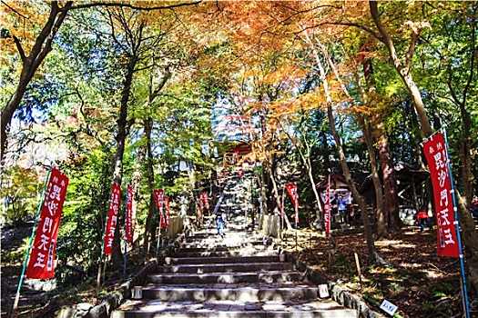 红叶,枫树,秋天,日本