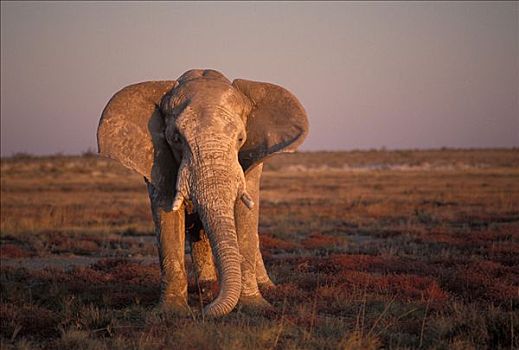雄性,大象,非洲象,亮光,埃托沙国家公园,纳米比亚