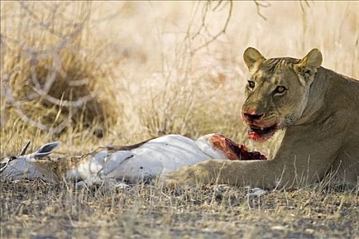 狮子,雌狮,猎捕,跳羚,吃,捕食,马卡迪卡迪盐沼,国家公园,博茨瓦纳,非洲